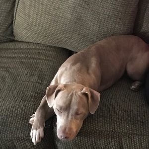 Meet your Posher, Jared